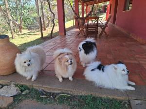 a group of four dogs sitting on a porch at Recanto Ganesha Pousada in Serra do Cipo