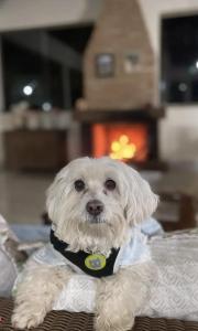 a small white dog wearing a shirt and tie at Recanto Ganesha Pousada in Serra do Cipo