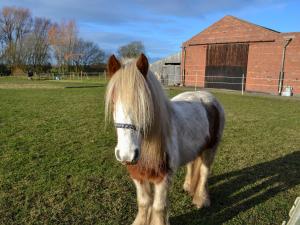 a brown and white horse standing in a field at Ivy Grange Cottage in Wistow