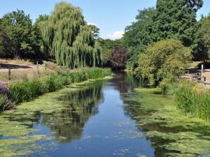 WrittleにあるBelt Annexeの川岸に藻が生えている川