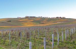 a vineyard with a fence in a field at Charmante Maison À La Campagne in Chaintrix-Bierges +16 photos