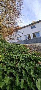 a field of large green leaves in front of a building at Chez Ellen in Tavigny
