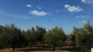 Phong cảnh thiên nhiên gần căn hộ