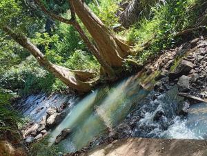 un ruisseau au milieu d'une forêt dans l'établissement River side resort, à Balangoda