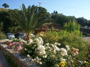 a garden of flowers with a palm tree in the background at Vassiliki Studios in Andros