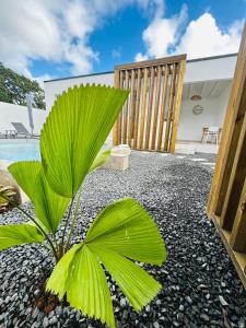 a plant in the middle of a gravel yard at Oasis in Petit-Bourg