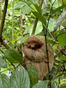 Φωτογραφία από το άλμπουμ του Casita Guarumo σε Bijagua