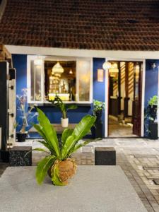 eine Pflanze auf einem Tisch vor einem Haus in der Unterkunft Winston ocean heaven in Negombo