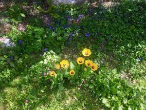 un grupo de flores amarillas en un jardín en Casa Marili, Das Charmante Ferienhaus, en Seewis