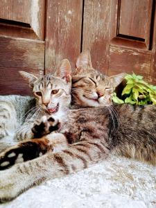 Dos gatos tumbados en el suelo junto a una puerta. en little room, en Konjic