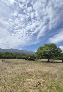 a tree in a field with a cloudy sky at Reserva Ichacuna in Los Hornillos