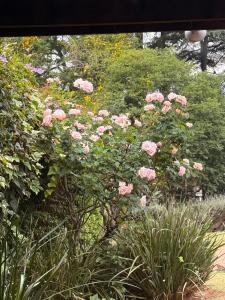 einen Busch mit rosa Rosen im Garten in der Unterkunft Cozy Garden Cottage in Johannesburg