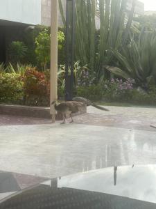 Ein Vogel läuft auf einem Bürgersteig in der Nähe eines Mastes. in der Unterkunft راحتي in Sawdāʼ