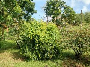 Φωτογραφία από το άλμπουμ του Nature Lodge in Portland σε Port Antonio