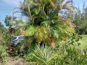 Φωτογραφία από το άλμπουμ του Nature Lodge in Portland σε Port Antonio +14 φωτογραφίες