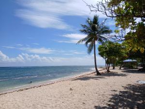 einen Strand mit einer Palme und dem Meer in der Unterkunft L'IXORA des îles in Le Moule + 13 Fotos