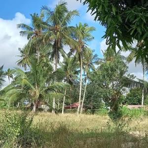 eine Gruppe von Palmen auf einem Feld in der Unterkunft Giriama Village Lounge in Mombasa