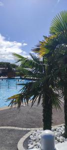 a palm tree on a beach next to a body of water at MOBIL HOME tout confort in Talmont +10 photos