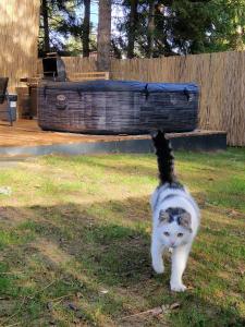 a gray and white cat walking in the grass at Lunascape in Sîntimbru-Băi