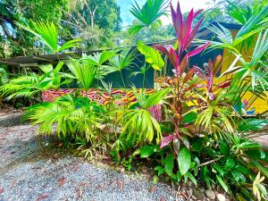 a garden with many different types of plants at Ita Ita Casitas Playa Punta Uva in Punta Uva