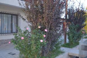 En have udenfor Susy Rental