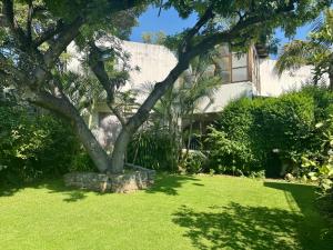 un árbol en el patio de un edificio en Casa con hermoso jardín y terraza, en Cuernavaca