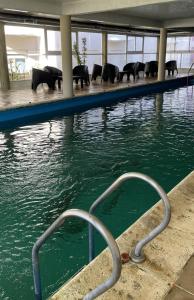 a group of elephants standing in a pool of water at Apart Hotel Bs.As.Mar in San Clemente del Tuyú +18 photos