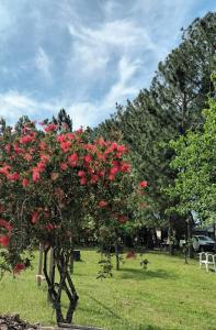 a tree with red roses on it in a park at Complejo Cumelen in Gualeguaychú