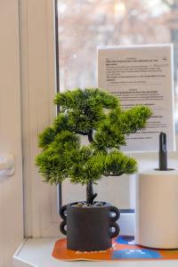 a small pine tree in a black pot on a window at Kefir & Bun Hostel in Kaunas +28 photos