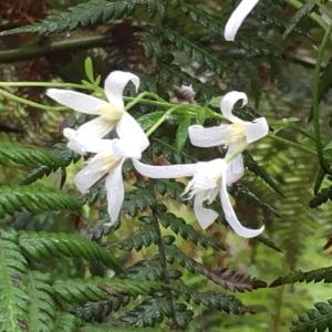 Gallery image of Forest Walks Studio in Jackeys Marsh +15 photos