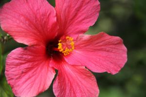 Fotografie z fotogalerie ubytování Saints Apartment - Free unlimited WIFI v Burnt Pine