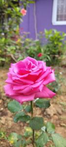 a pink rose in front of a purple building at Gardenia Inn in Madikeri +9 photos