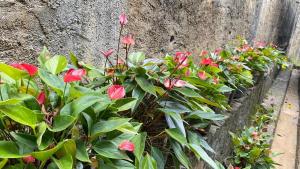 a row of plants with red flowers in front of a wall at White Cozy Family Bungalow in Badulla