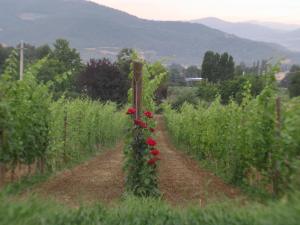 Un campo de rosas rojas en un poste en Agritourismus Vigne Di Pace, en Umbertide