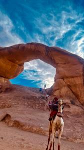 a person riding a camel in front of an arch at Wadi Rum Desert Life in Wadi Rum