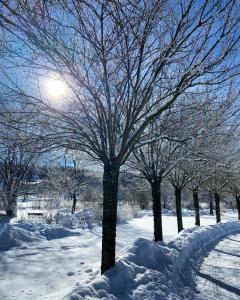 a group of trees with snow on the ground at Harz is calling in Hahnenklee-Bockswiese