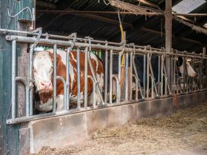una vaca sacando su cabeza de una cerca de metal en Cozy Apartment in Enschede near Forest, en Enschede 58 fotos más