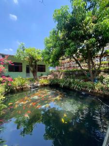 un étang de carpes koï en face d'un bâtiment dans l'établissement Nhà Nghỉ THẢO NGUYÊN XANH, à Buôn Ma Thuột