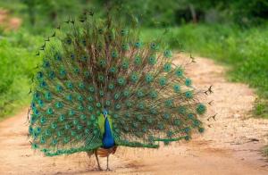 Loomad puhkemaja aladel või selle läheduses