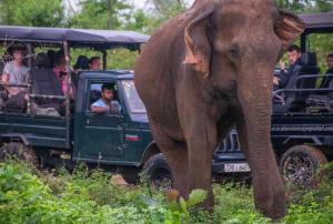 Loomad puhkemaja aladel või selle läheduses