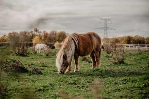 a brown horse grazing in a field of grass at Homnest - Loge insolite au coeur d'un ranch - Balade à cheval in Espinasse-Vozelle
