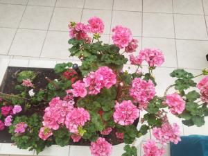 een bosje roze bloemen op een tegelvloer bij Mi Hostal Cusco in Cuzco