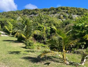 a garden with palm trees in front of a mountain at Les gîtes Lanmou 2 in La Désirade