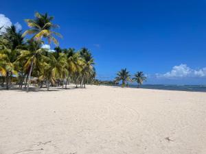 a group of palm trees on a sandy beach at Les gîtes Lanmou 2 in La Désirade