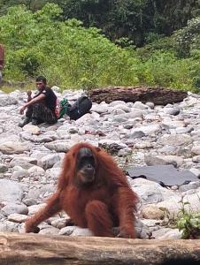 Un mono tumbado sobre unas rocas con un hombre sentado sobre las rocas. en Dendi guest house official trekking, en Bukit Lawang