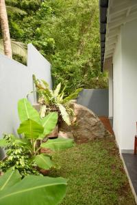 ein Garten mit grünen Pflanzen und einem Felsen in der Unterkunft Serenity Green Unawatuna in Galle
