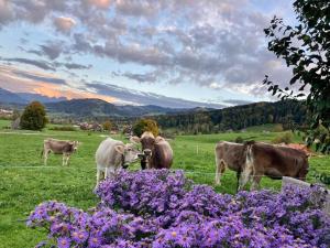 um grupo de vacas em um campo com flores roxas em Scheftenau em Kappel mais 9 fotografias