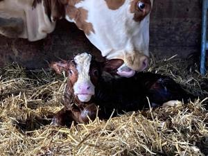 Άλλα ζώα σε αυτό το διαμέρισμα ή στη γύρω περιοχή