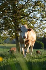 Άλλα ζώα σε αυτό το διαμέρισμα ή στη γύρω περιοχή
