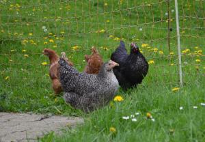 Άλλα ζώα σε αυτό το διαμέρισμα ή στη γύρω περιοχή +14 φωτογραφίες